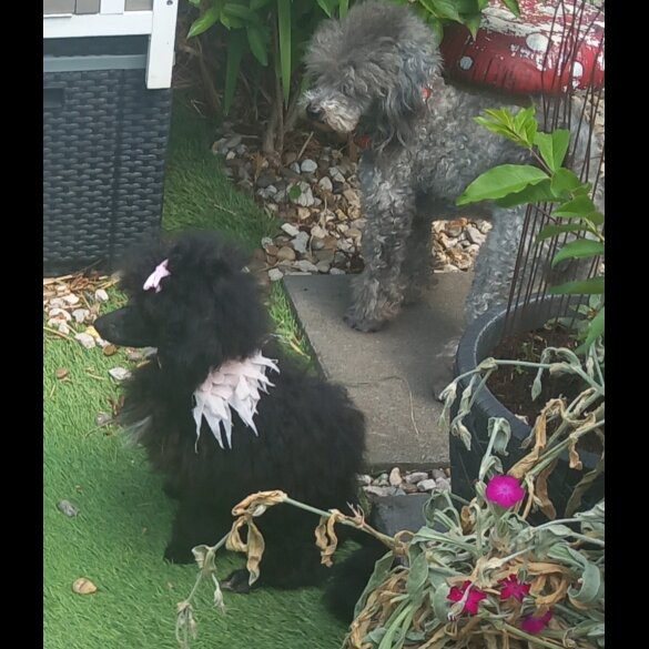 Toy Poodle - Both