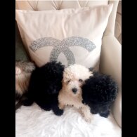 Toy Poodle - Both