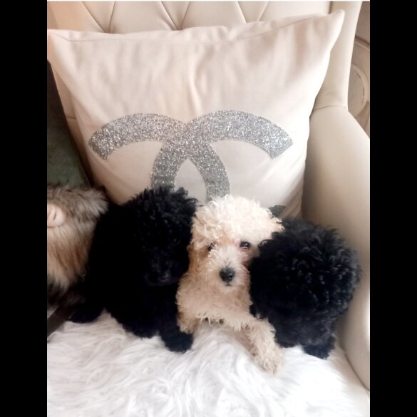 Toy Poodle - Both