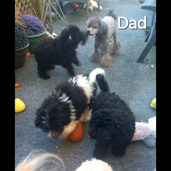 Toy Poodle - Both