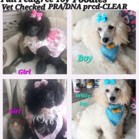 Toy Poodle - Both