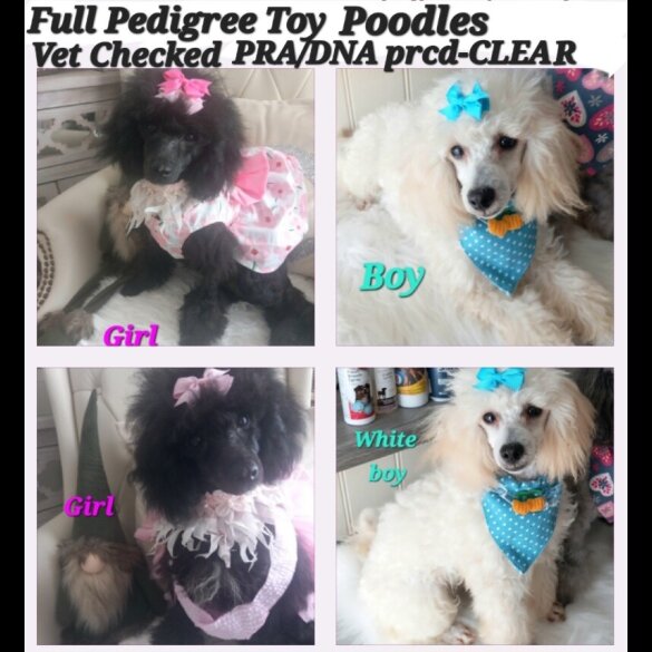 Toy Poodle - Both