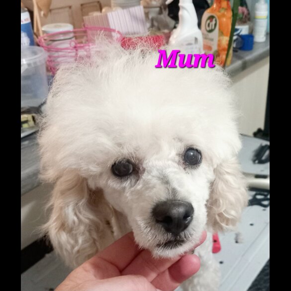 Toy Poodle - Both