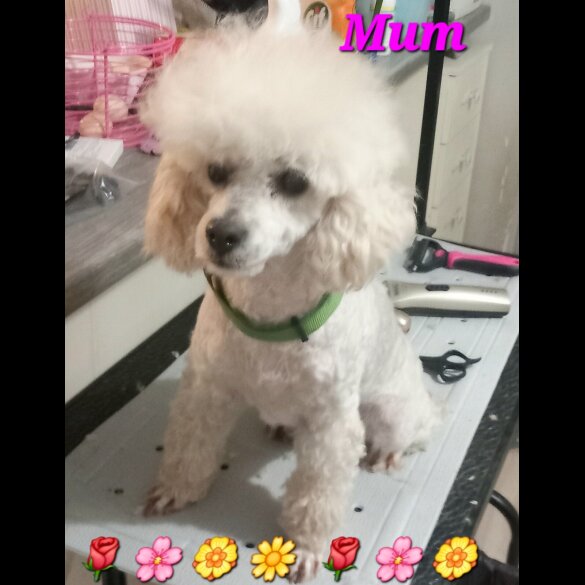 Toy Poodle - Both