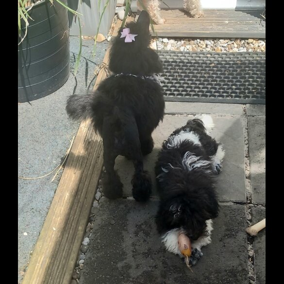 Toy Poodle - Both