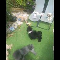 Toy Poodle - Both