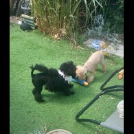 Toy Poodle - Both