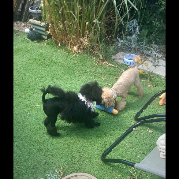 Toy Poodle - Both