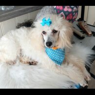 Toy Poodle - Both