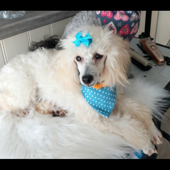 Toy Poodle - Both