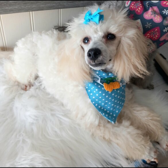 Toy Poodle - Both