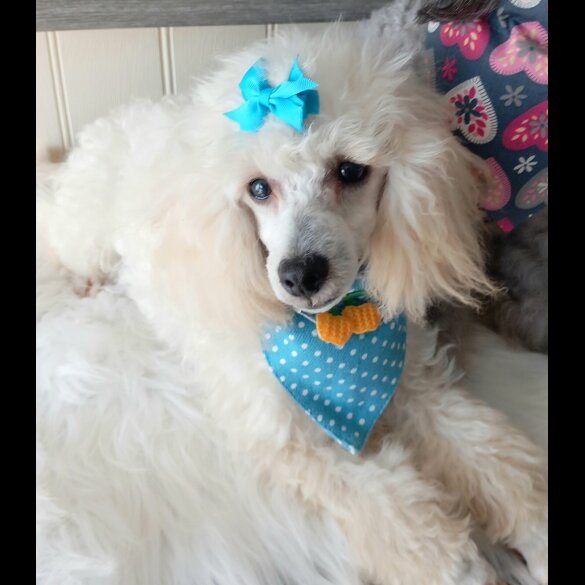 Toy Poodle - Both