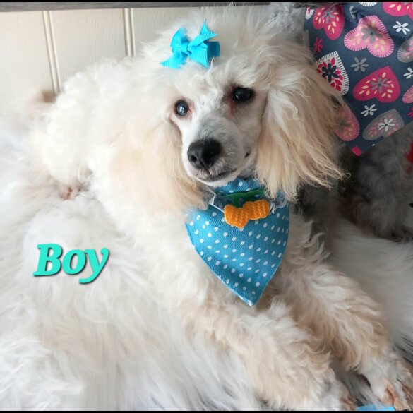 Toy Poodle - Both