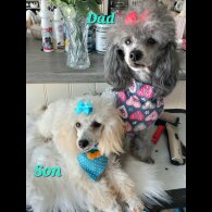 Toy Poodle - Both