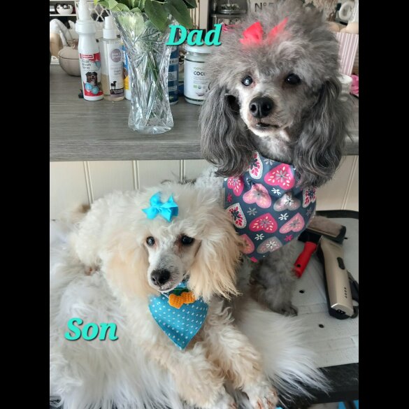 Toy Poodle - Both