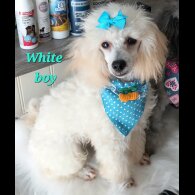 Toy Poodle - Both
