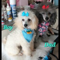 Toy Poodle - Both
