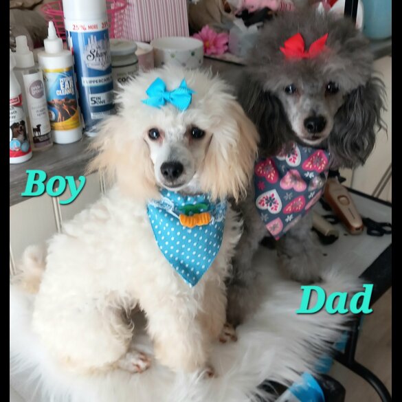 Toy Poodle - Both