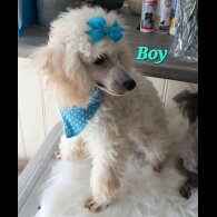 Toy Poodle - Both