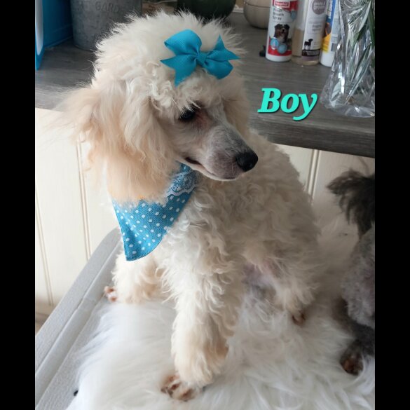 Toy Poodle - Both