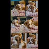 Toy Poodle