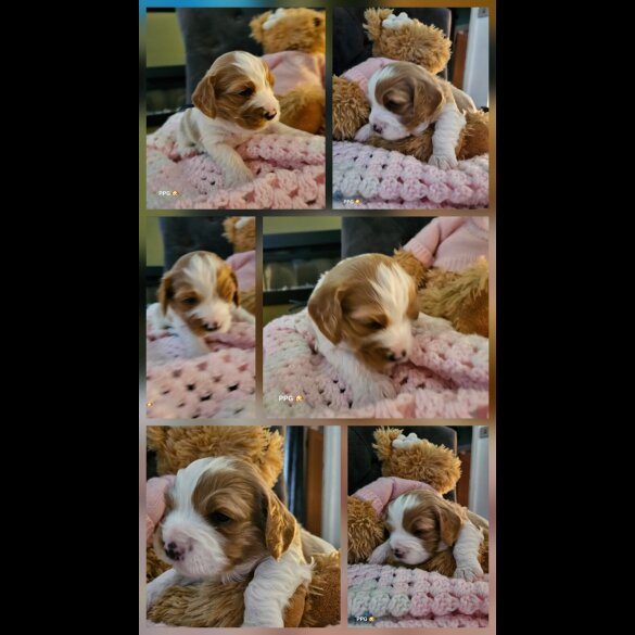 Toy Poodle