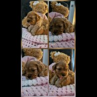 Toy Poodle