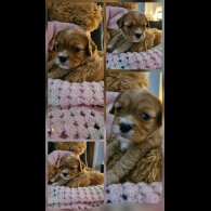 Toy Poodle