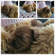 Toy Poodle