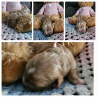 Toy Poodle