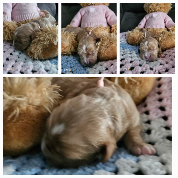 Toy Poodle