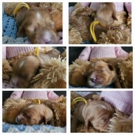Toy Poodle