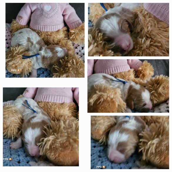 Toy Poodle