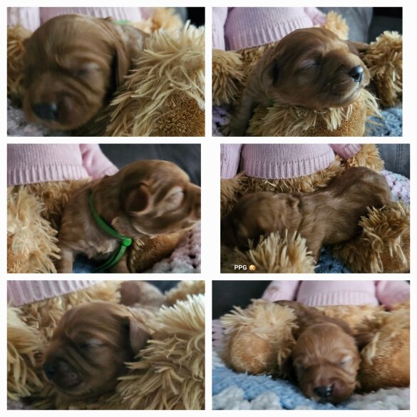 Toy Poodle