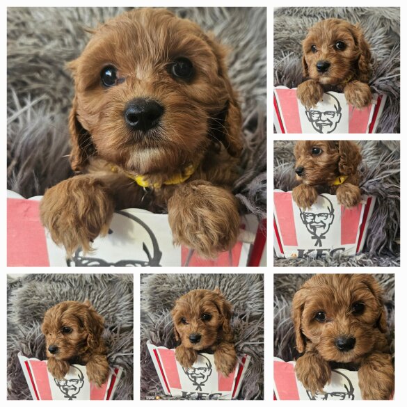 Toy Poodle