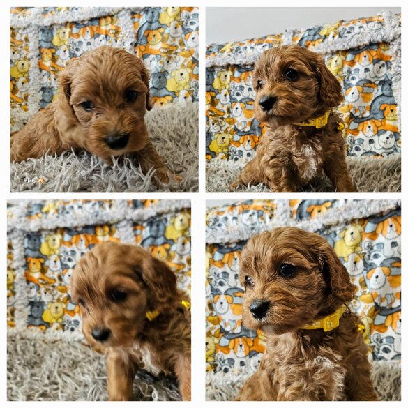 Toy Poodle