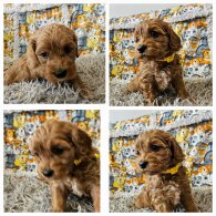 Toy Poodle