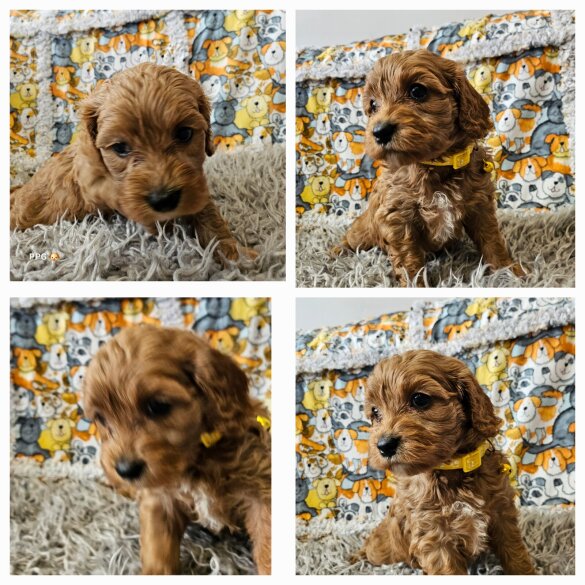 Toy Poodle