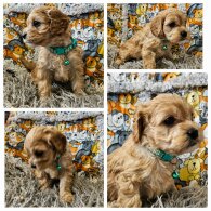 Toy Poodle