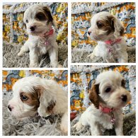 Toy Poodle