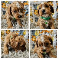 Toy Poodle