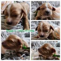 Toy Poodle