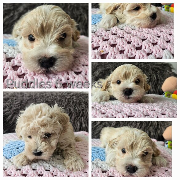 Toy Poodle