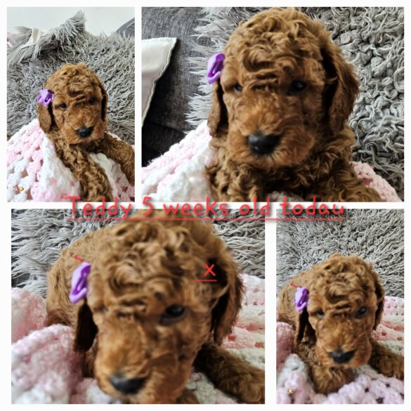 Toy Poodle
