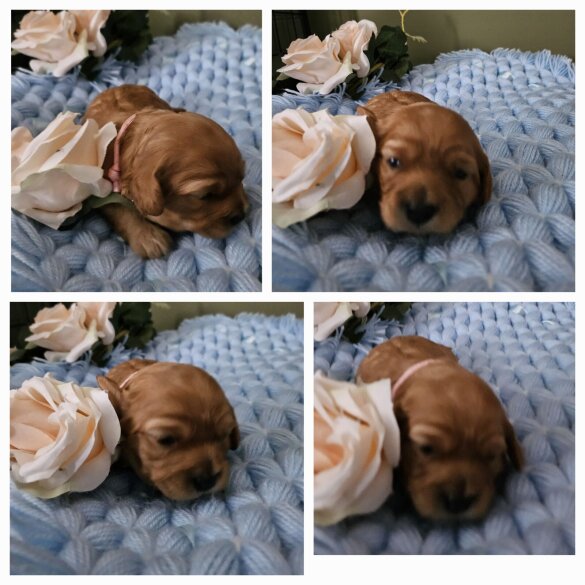 Toy Poodle