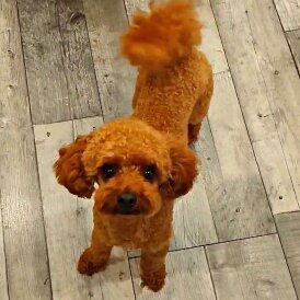 Toy Poodle
