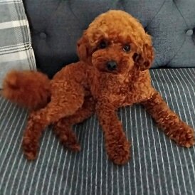 Toy Poodle