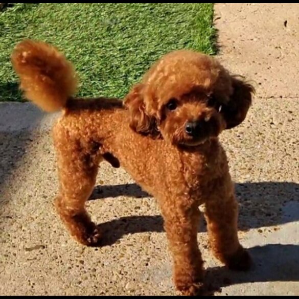 Toy Poodle