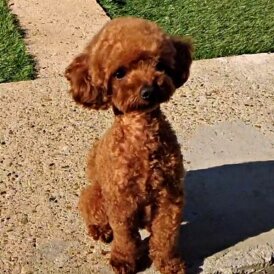 Toy Poodle
