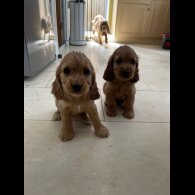 Cocker Spaniel (Working &amp; Show) - Bitches